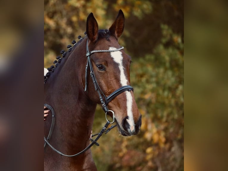 Koń westfalski Wałach 12 lat 180 cm Gniada in Mechernich