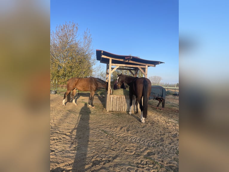 Koń westfalski Wałach 12 lat 180 cm Gniada in Mechernich