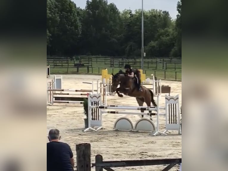 Koń westfalski Wałach 12 lat 180 cm Gniada in Mechernich