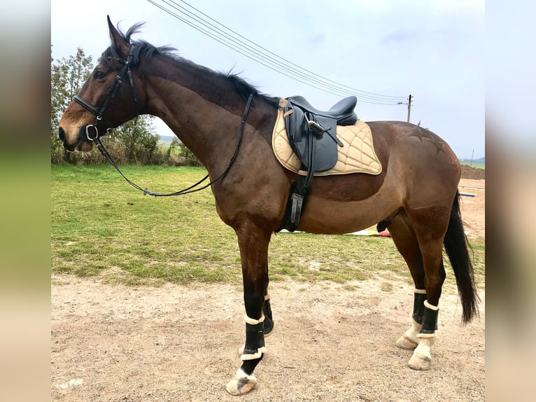 Koń westfalski Wałach 12 lat 180 cm Gniada in Mechernich