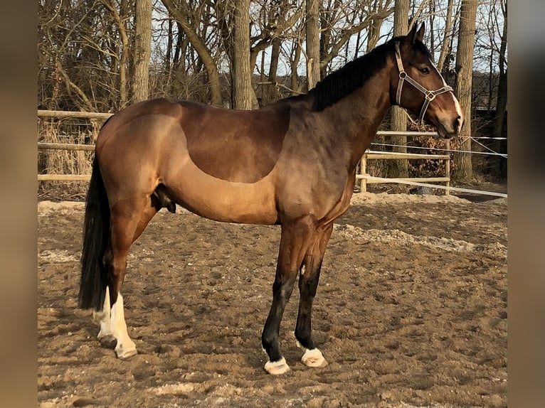 Koń westfalski Wałach 12 lat 180 cm Gniada in Mechernich