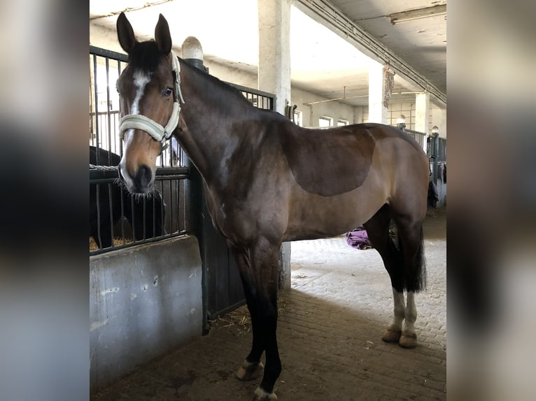 Koń westfalski Wałach 12 lat 180 cm Gniada in Mechernich