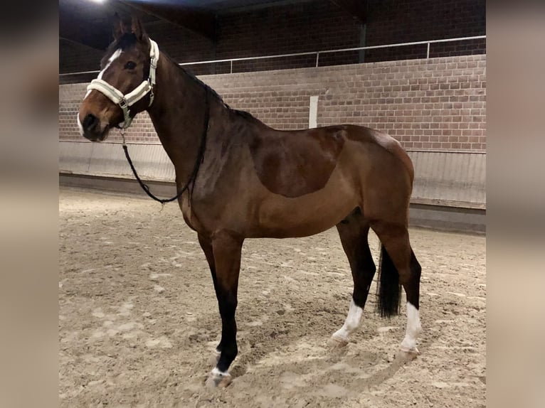 Koń westfalski Wałach 12 lat 180 cm Gniada in Mechernich