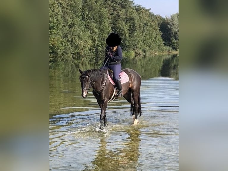 Koń westfalski Wałach 13 lat 165 cm Ciemnogniada in Legden