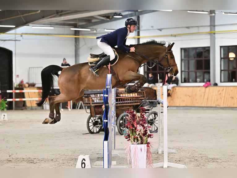 Koń westfalski Wałach 13 lat 168 cm Gniada in Różan