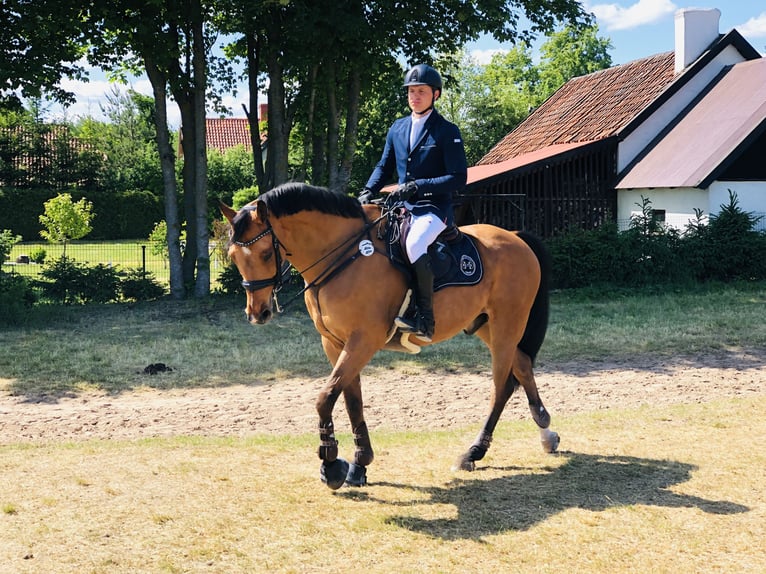 Koń westfalski Wałach 13 lat 168 cm Gniada in Różan