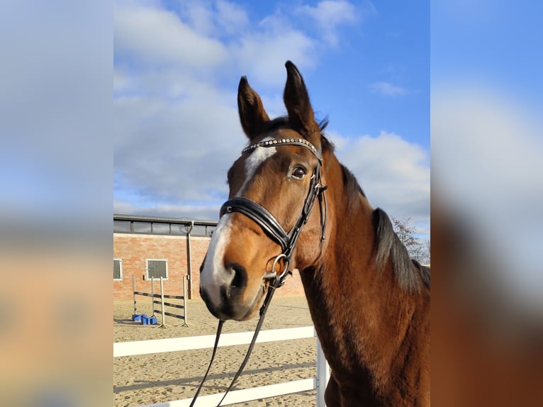 Koń westfalski Wałach 13 lat 170 cm Gniada in Bad Laer