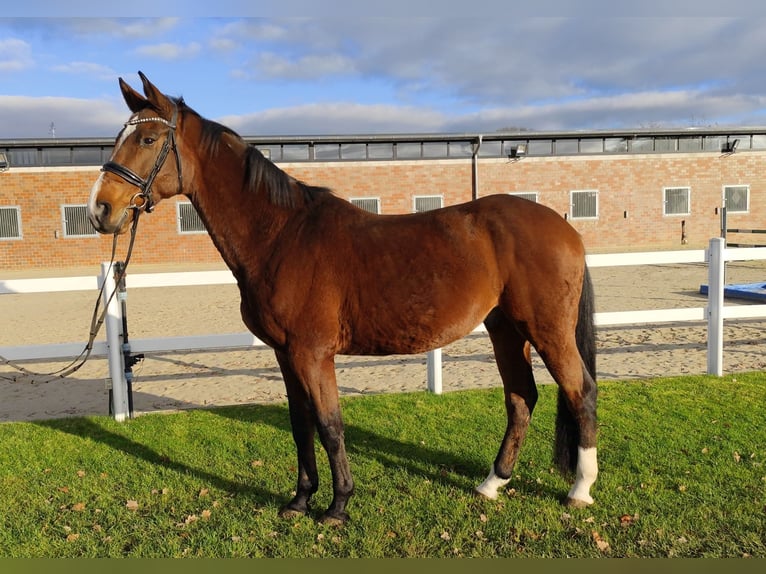 Koń westfalski Wałach 13 lat 170 cm Gniada in Bad Laer