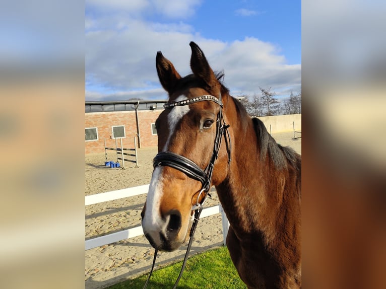 Koń westfalski Wałach 13 lat 170 cm Gniada in Bad Laer