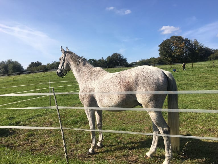 Koń westfalski Wałach 13 lat 170 cm Siwa w hreczce in Fernwald