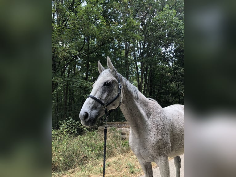 Koń westfalski Wałach 13 lat 170 cm Siwa w hreczce in Fernwald