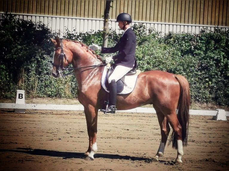 Koń westfalski Wałach 13 lat 172 cm Ciemnokasztanowata in Bottrop