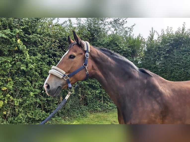 Koń westfalski Wałach 13 lat 176 cm Gniada in Iserlohn