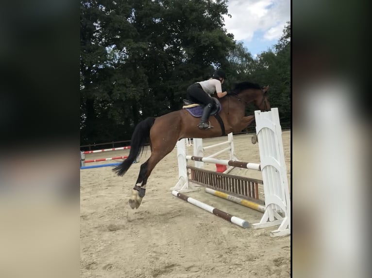 Koń westfalski Wałach 13 lat 180 cm Gniada in Mechernich