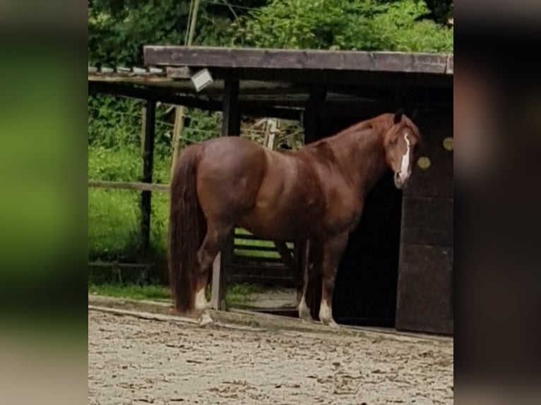 Koń westfalski Mix Wałach 14 lat 157 cm Kasztanowata in Wetter (Ruhr)