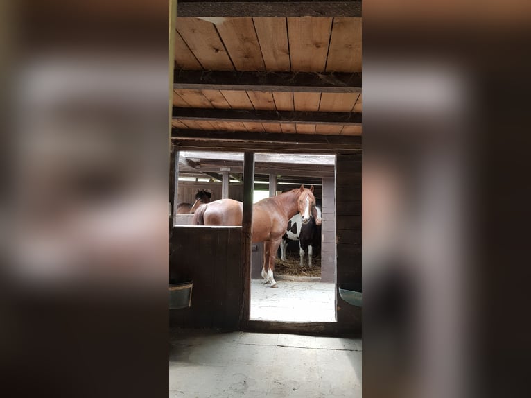 Koń westfalski Mix Wałach 14 lat 157 cm Kasztanowata in Wetter (Ruhr)