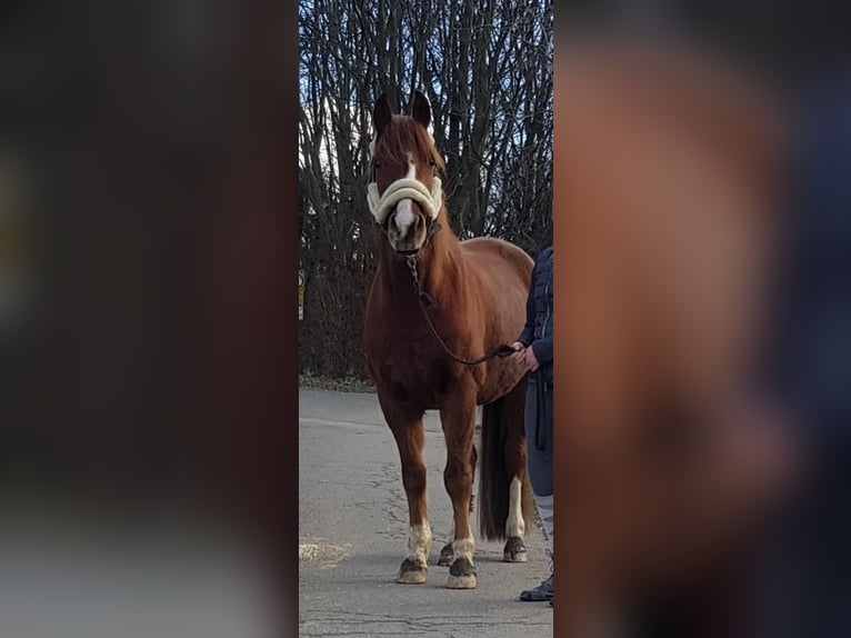 Koń westfalski Mix Wałach 14 lat 157 cm Kasztanowata in Wetter (Ruhr)