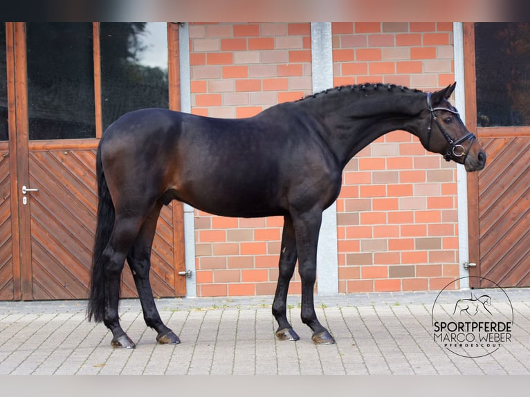 Koń westfalski Wałach 14 lat 168 cm Ciemnogniada in Vechta