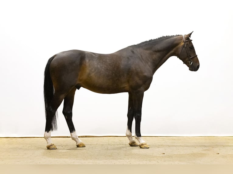 Koń westfalski Wałach 14 lat 171 cm Gniada in Waddinxveen