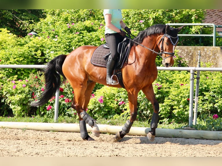 Koń westfalski Wałach 15 lat 165 cm Gniada in Reichenau