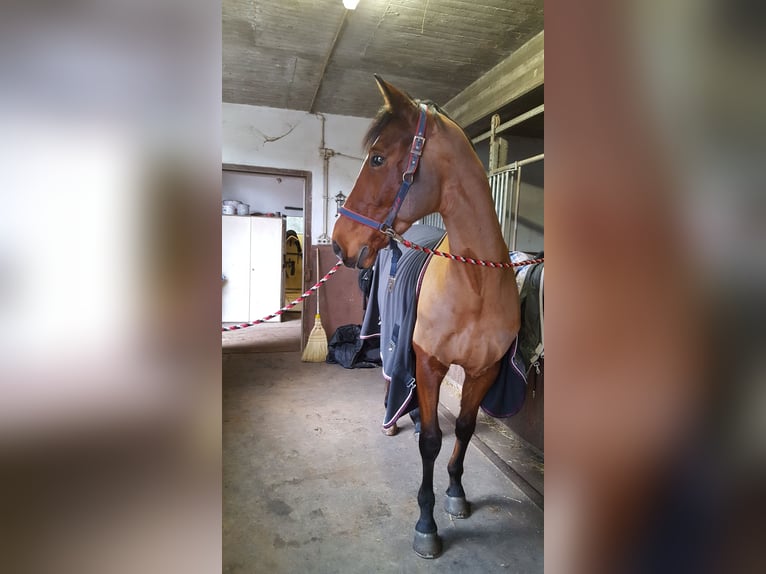 Koń westfalski Wałach 15 lat 165 cm Gniada in Reichenau