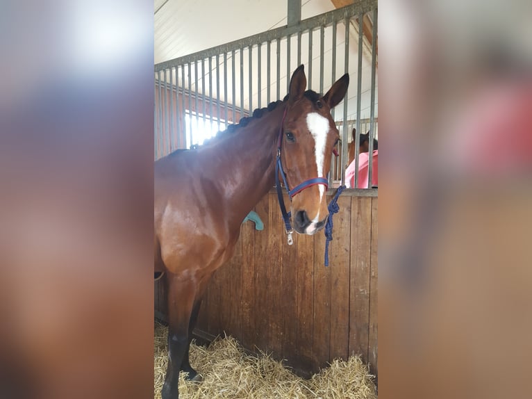 Koń westfalski Wałach 15 lat 165 cm Gniada in Reichenau