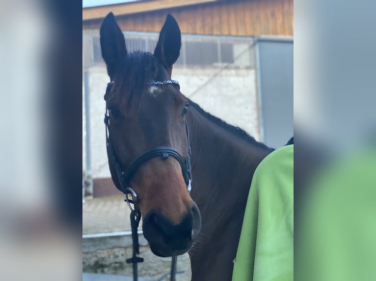 Koń westfalski Wałach 15 lat 167 cm Gniada in Diemelsee