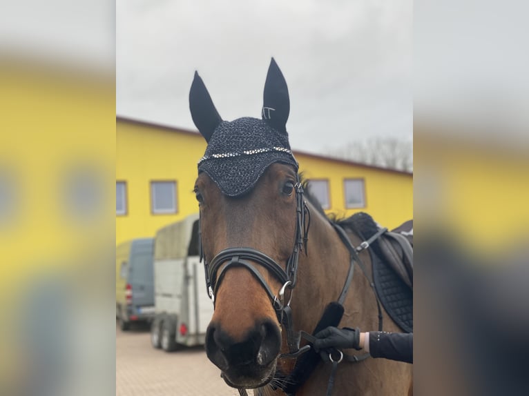 Koń westfalski Wałach 15 lat 167 cm Gniada in Diemelsee