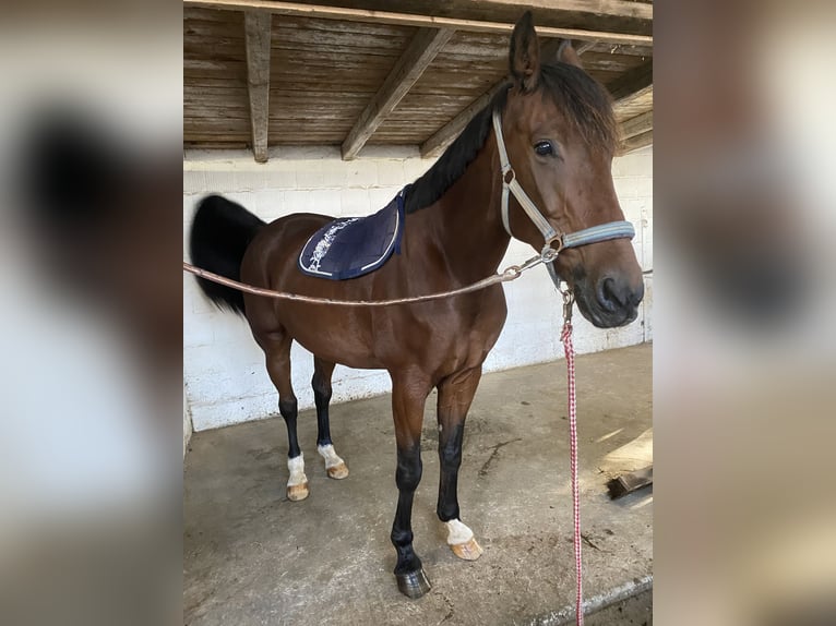 Koń westfalski Wałach 15 lat 167 cm Gniada in Diemelsee