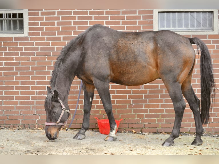 Koń westfalski Wałach 15 lat 168 cm Ciemnogniada in Haltern am See