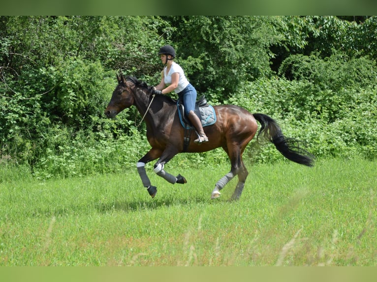 Koń westfalski Wałach 15 lat 175 cm Gniada in Sulzbach am Main