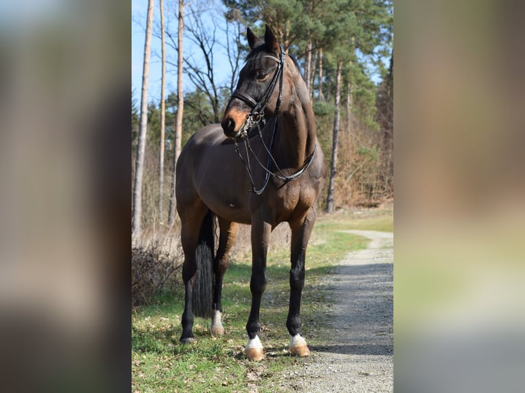 Koń westfalski Wałach 15 lat 175 cm Gniada in Sulzbach am Main