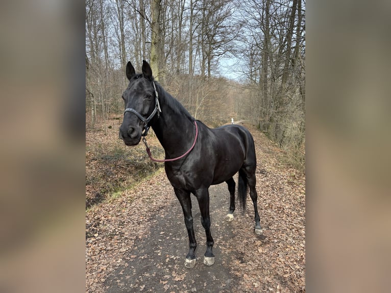 Koń westfalski Wałach 16 lat 160 cm Kara in Sindelfingen