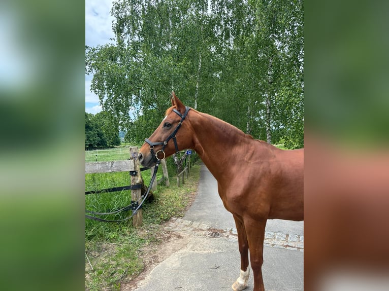 Koń westfalski Wałach 16 lat 161 cm Kasztanowata in Hiddenhausen