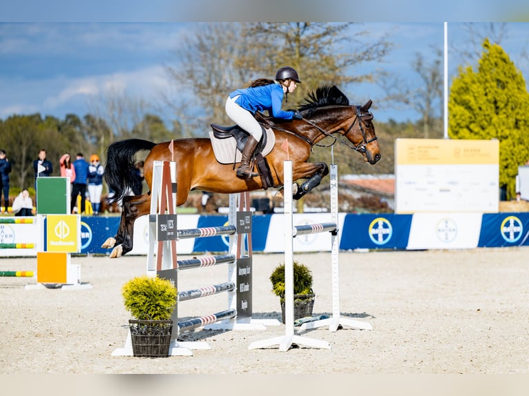 Koń westfalski Wałach 16 lat 165 cm Gniada in Wrocław