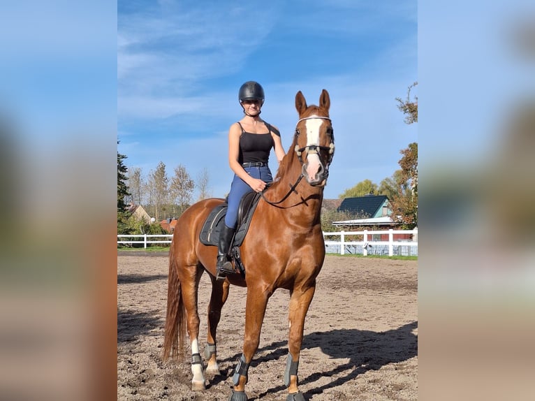 Koń westfalski Wałach 16 lat 165 cm Kasztanowata in Salzwedel