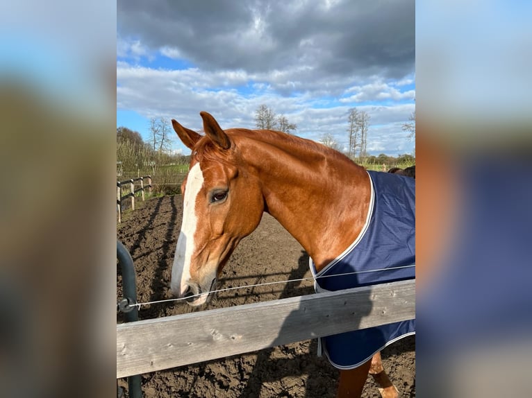 Koń westfalski Wałach 16 lat 165 cm Kasztanowata in Salzwedel