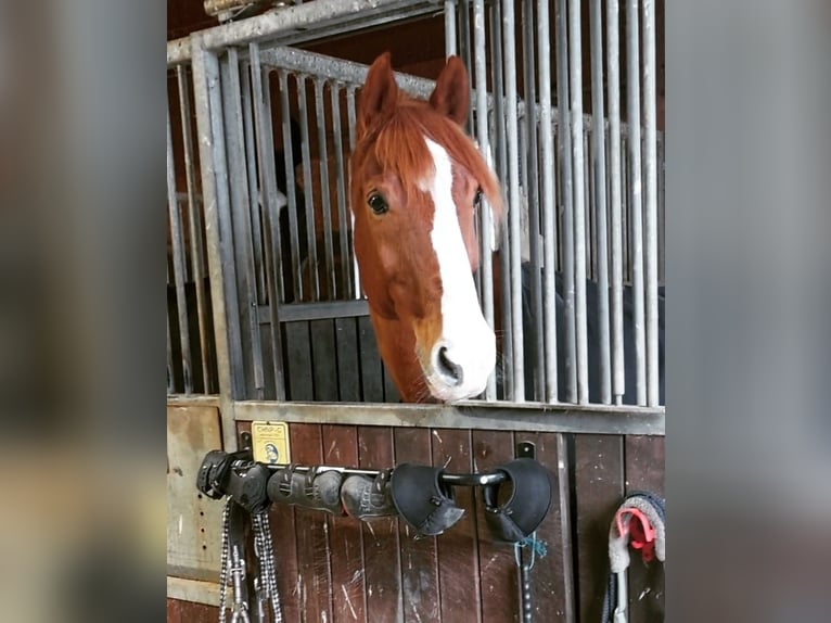 Koń westfalski Wałach 16 lat 167 cm Kasztanowata in Meiningen