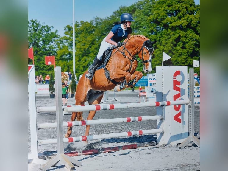 Koń westfalski Wałach 16 lat 167 cm Kasztanowata in Meiningen