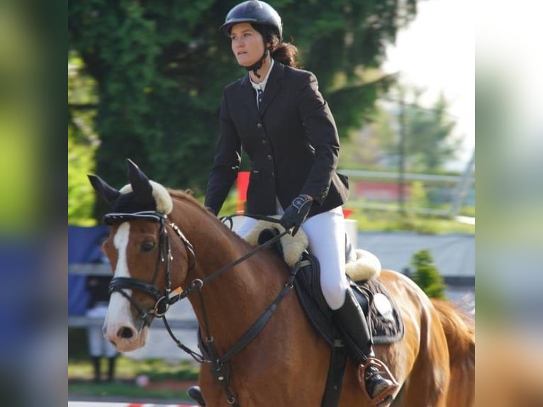 Koń westfalski Wałach 16 lat 167 cm Kasztanowata in Meiningen