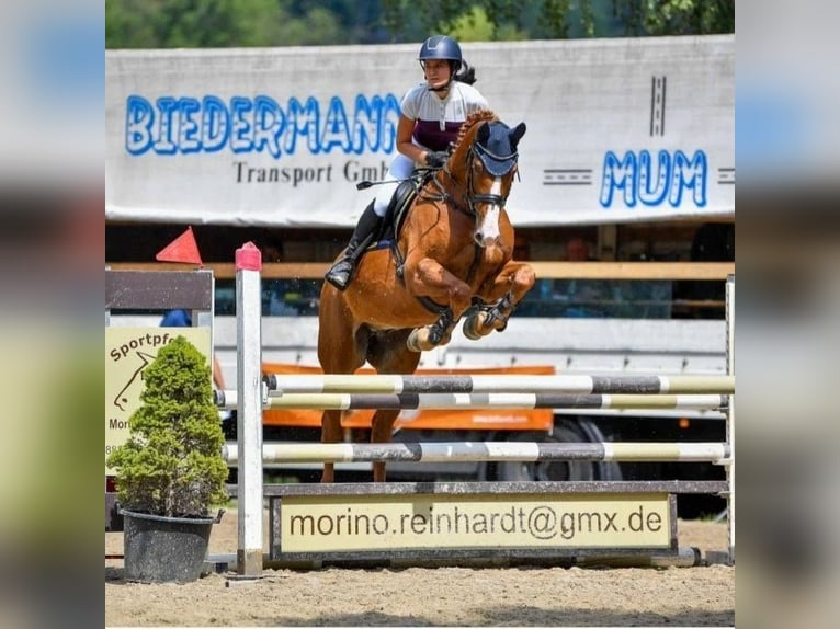 Koń westfalski Wałach 16 lat 167 cm Kasztanowata in Meiningen