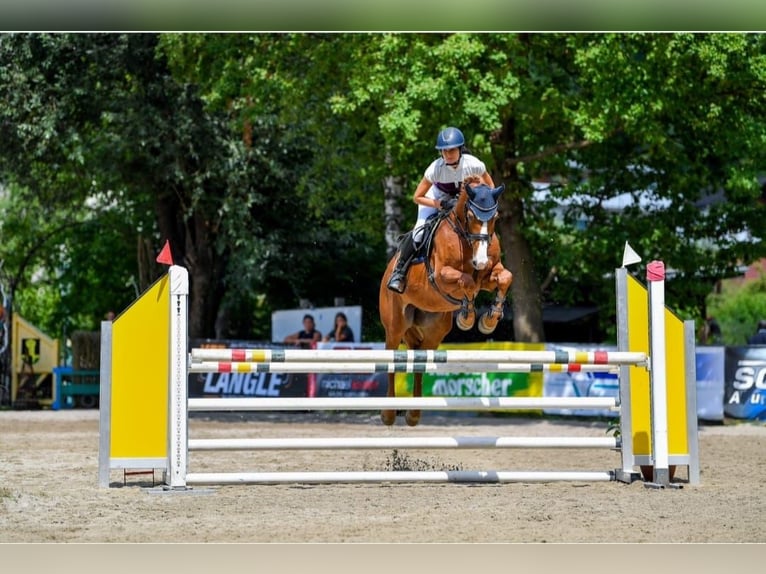 Koń westfalski Wałach 16 lat 167 cm Kasztanowata in Meiningen