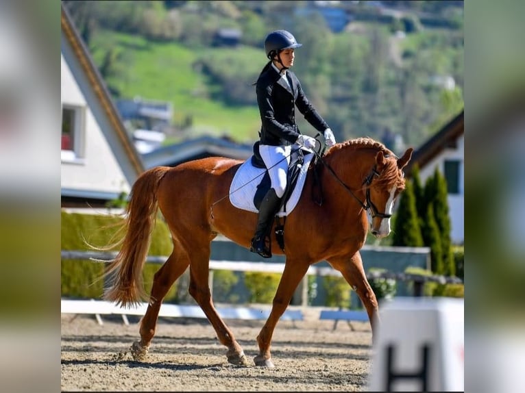 Koń westfalski Wałach 16 lat 167 cm Kasztanowata in Meiningen