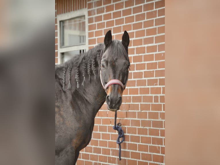 Koń westfalski Wałach 16 lat 168 cm Ciemnogniada in Haltern am See