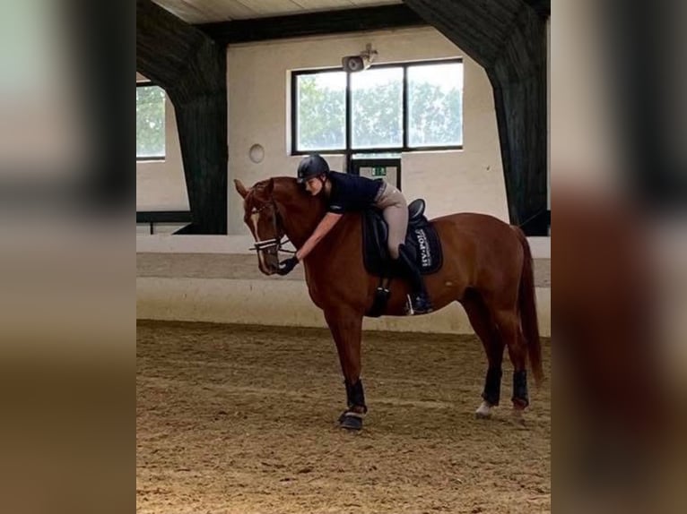 Koń westfalski Wałach 16 lat 168 cm Kasztanowata in Geldern