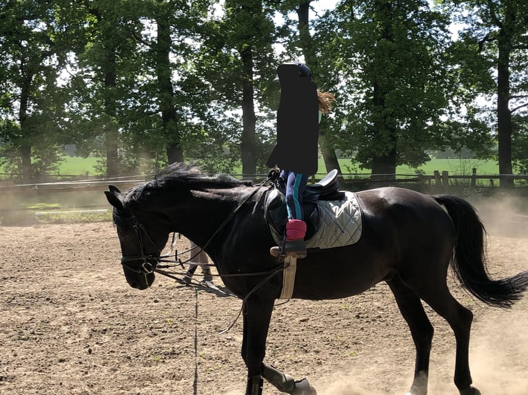 Koń westfalski Wałach 16 lat 168 cm Skarogniada in Datteln