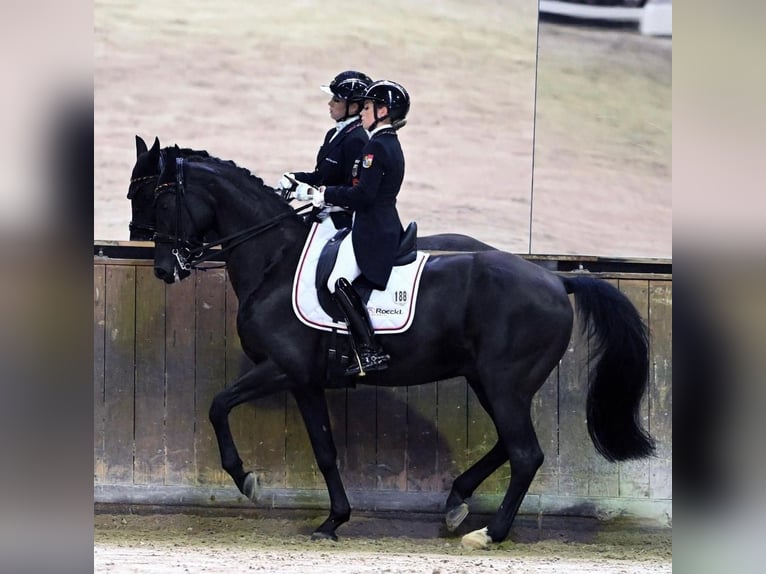 Koń westfalski Wałach 16 lat 170 cm Kara in Nürnberg