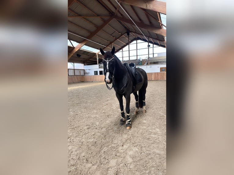 Koń westfalski Wałach 16 lat 171 cm Kara in Guxhagen