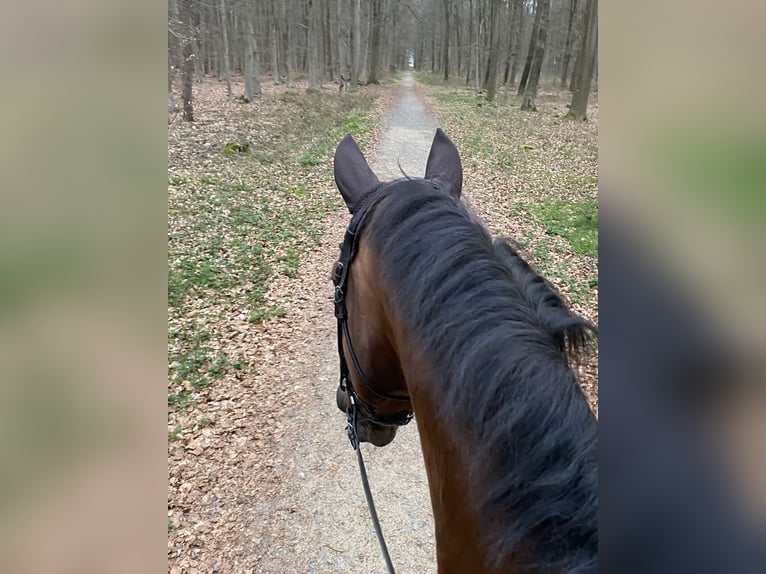 Koń westfalski Wałach 16 lat 172 cm Ciemnokasztanowata in Goch