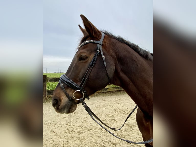 Koń westfalski Wałach 16 lat 172 cm Ciemnokasztanowata in Goch